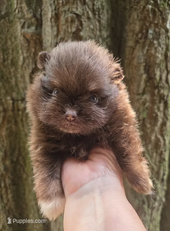 Paint – Pomeranian puppy for sale in Carrollton, GA