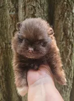Paint, a female Pomeranian for sale in Carrollton, GA – 1 of 5