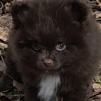 Pixie pup 1 Grizzly, a male Pomeranian for sale in Carrollton, GA – Photo 1 of 5