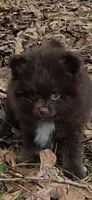 Pixie pup 1 Grizzly, a male Pomeranian for sale in Carrollton, GA – Photo 1 of 5