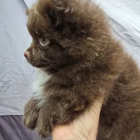 Pixie pup 1 Grizzly, a male Pomeranian for sale in Carrollton, GA – Photo 5 of 5