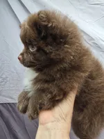 Pixie pup 1 Grizzly, a male Pomeranian for sale in Carrollton, GA – Photo 5 of 5