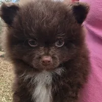 Pixie pup 1 Grizzly, a male Pomeranian for sale in Carrollton, GA – Photo 2 of 5