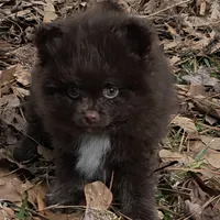 Pixie pup 1 Grizzly, a male Pomeranian for sale in Carrollton, GA – Photo 4 of 5