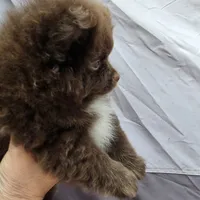 Pixie pup 1 Grizzly, a male Pomeranian for sale in Carrollton, GA – Photo 3 of 5