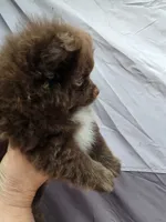 Pixie pup 1 Grizzly, a male Pomeranian for sale in Carrollton, GA – Photo 3 of 5