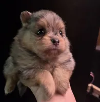 Smokett Sanoia pup 3, a female Pomeranian for sale in Carrollton, GA – 3 of 7