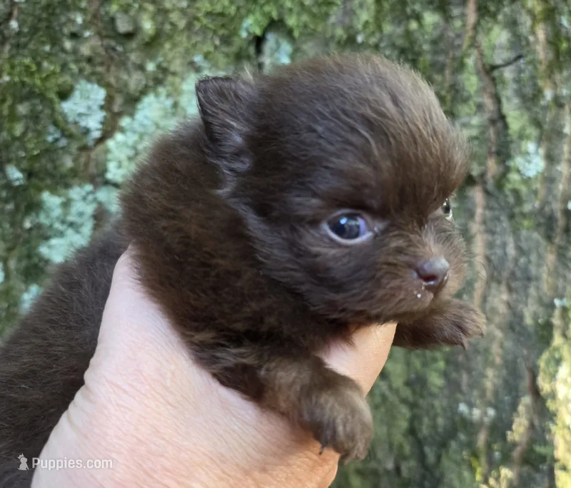 Tiny Princess Zamora pup , a female Pomeranian for sale in Carrollton, GA – 1 of 9