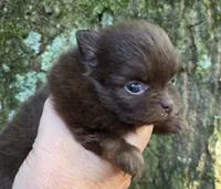 Tiny Princess Zamora pup , a female Pomeranian for sale in Carrollton, GA – 1 of 9