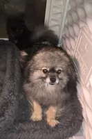 Indigo, a female Pomeranian for sale in Carrollton, GA – 2 of 2
