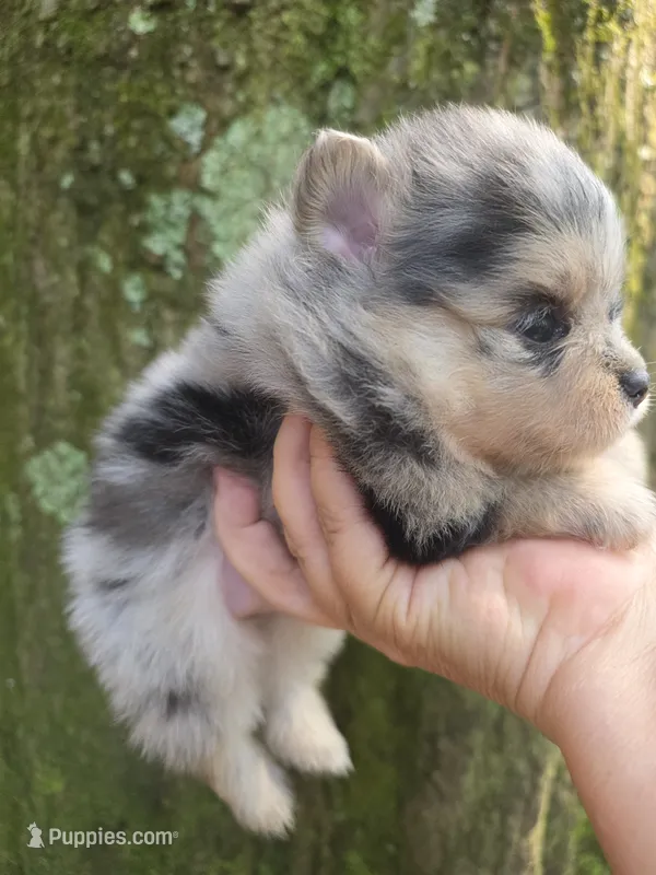 Freckles Sanoia pup 4 – Pomeranian puppy for sale in Carrollton, GA