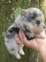 Freckles Sanoia pup 4, a female Pomeranian for sale in Carrollton, GA – 2 of 5