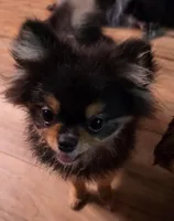 Rainy , a female Pomeranian for sale in Carrollton, GA – 7 of 9