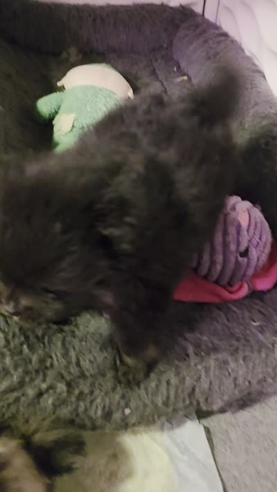 Indigo pup 2, a female Pomeranian for sale in Carrollton, GA – 6 of 6