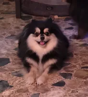 Rainy , a female Pomeranian for sale in Carrollton, GA – 9 of 9