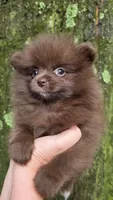 Bear Paws, a female Pomeranian for sale in Carrollton, GA – 5 of 7