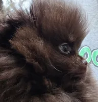 Paint, a female Pomeranian for sale in Carrollton, GA – 5 of 10