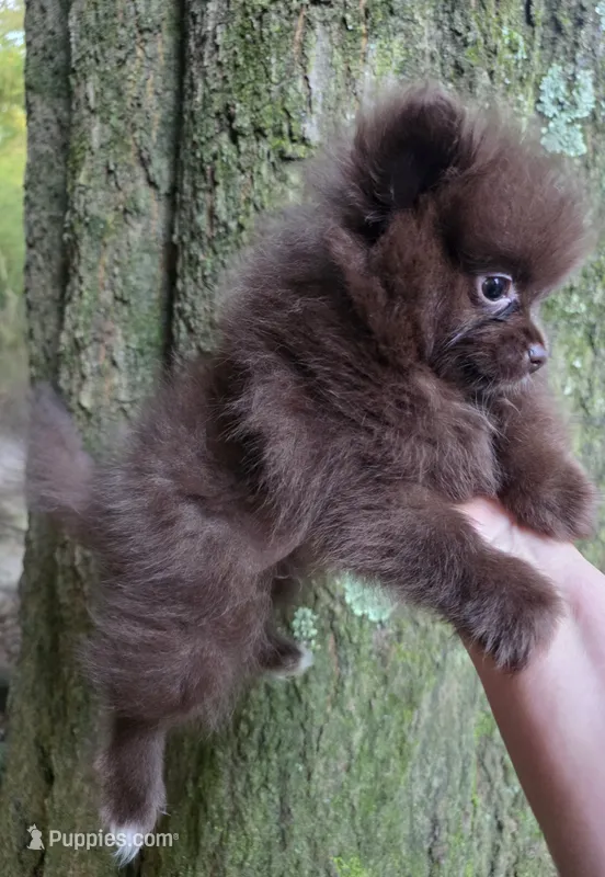 Bear Paws – Pomeranian puppy for sale in Carrollton, GA