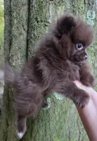 Bear Paws, a female Pomeranian for sale in Carrollton, GA – 1 of 7