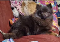 Tiny Princess Zamora pup , a female Pomeranian for sale in Carrollton, GA – 8 of 9