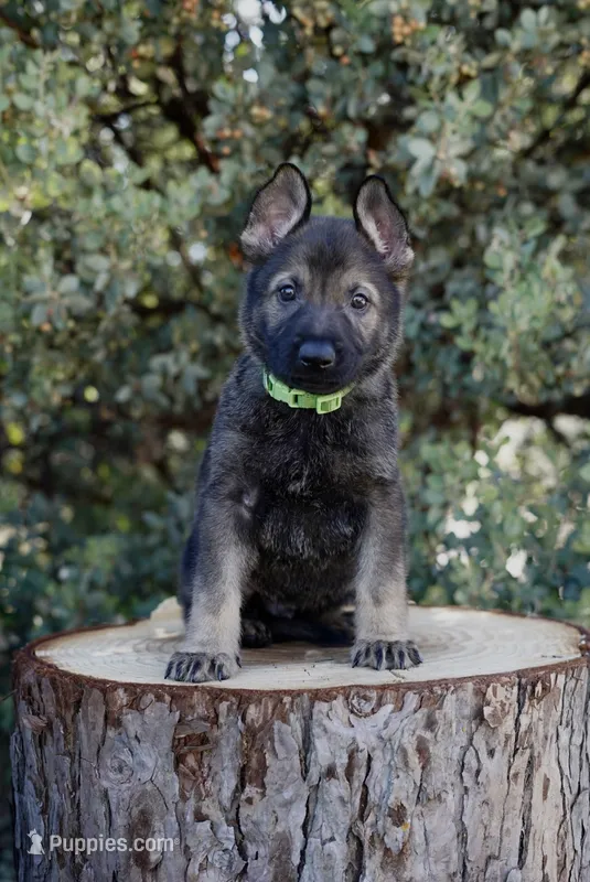 Kyro – German Shepherd Dog puppy for sale in Coarsegold, CA