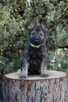 Kyro, a male German Shepherd Dog for sale in Coarsegold, CA – 1 of 2