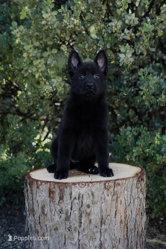 Aurora – German Shepherd Dog puppy for sale in Coarsegold, CA