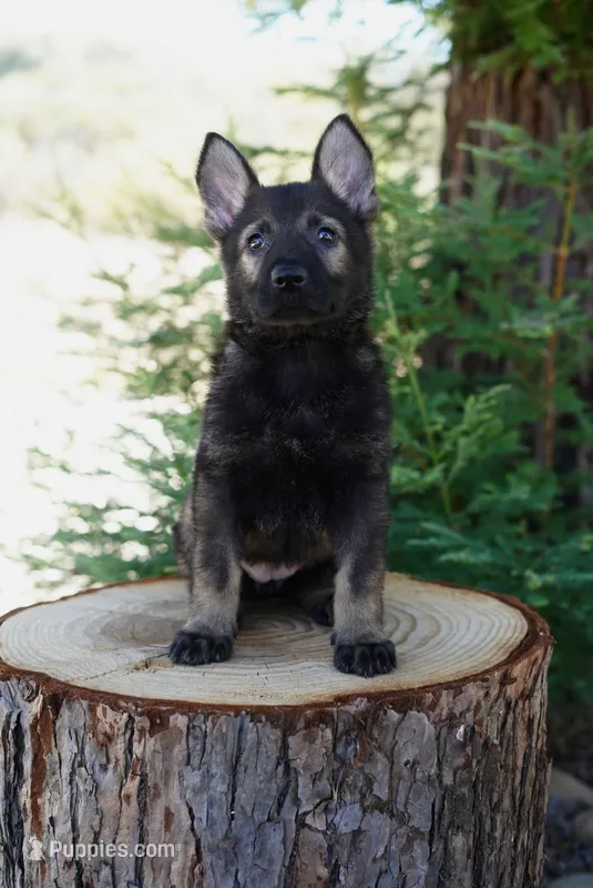 Cali – German Shepherd Dog puppy for sale in Coarsegold, CA