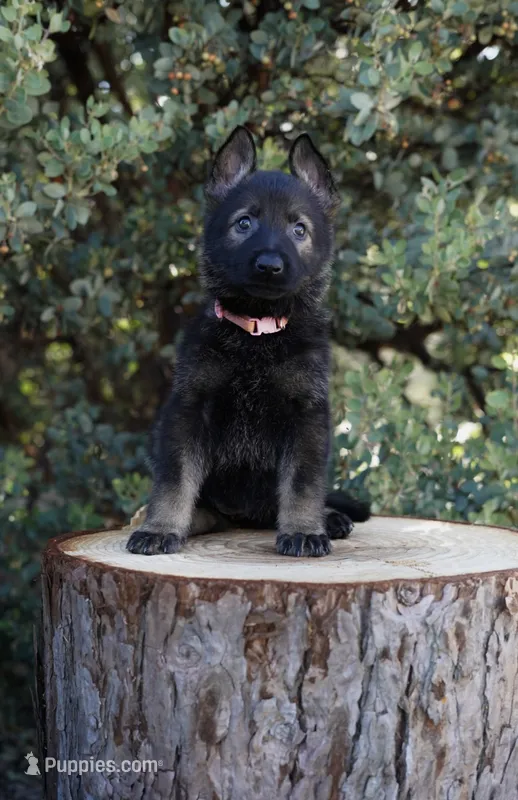 Azari – German Shepherd Dog puppy for sale in Coarsegold, CA