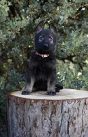 Azari, a female German Shepherd Dog for sale in Coarsegold, CA – 1 of 2