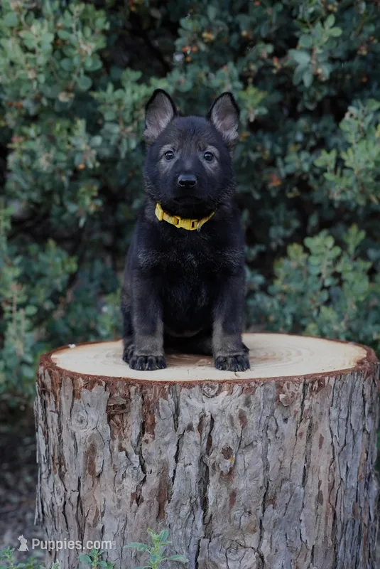 Cali – German Shepherd Dog puppy for sale in Coarsegold, CA