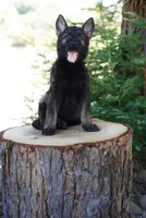 Kaia, a female German Shepherd Dog for sale in Coarsegold, CA – 3 of 4