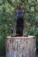 Wilder, a male German Shepherd Dog for sale in Coarsegold, CA – 1 of 2