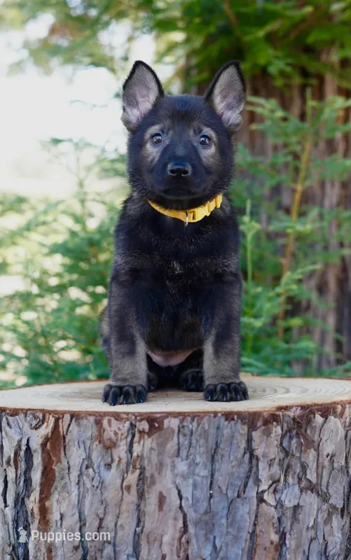 Cali – German Shepherd Dog puppy for sale in Coarsegold, CA