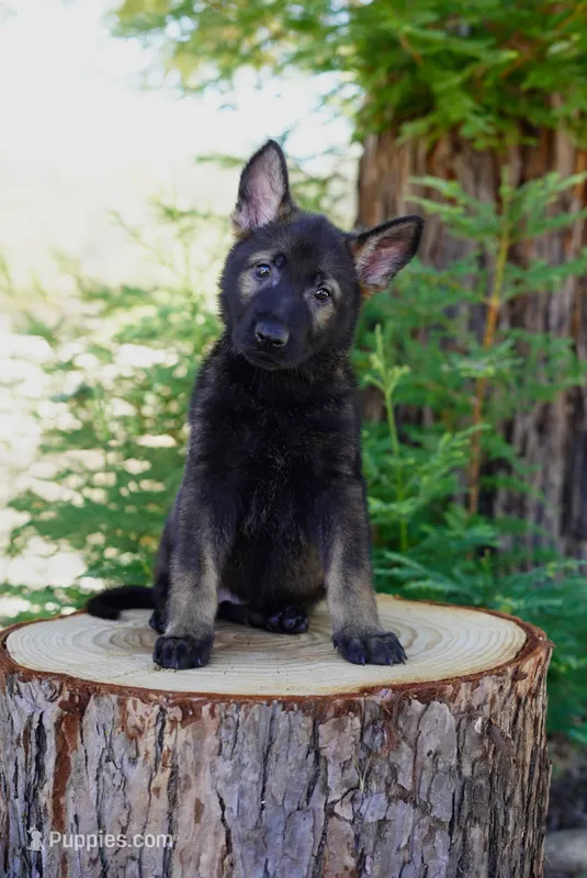 Azari – German Shepherd Dog puppy for sale in Coarsegold, CA