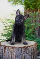 Kaia, a female German Shepherd Dog for sale in Coarsegold, CA – 1 of 4