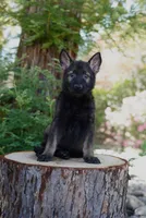 Kaia, a female German Shepherd Dog for sale in Coarsegold, CA – 2 of 4