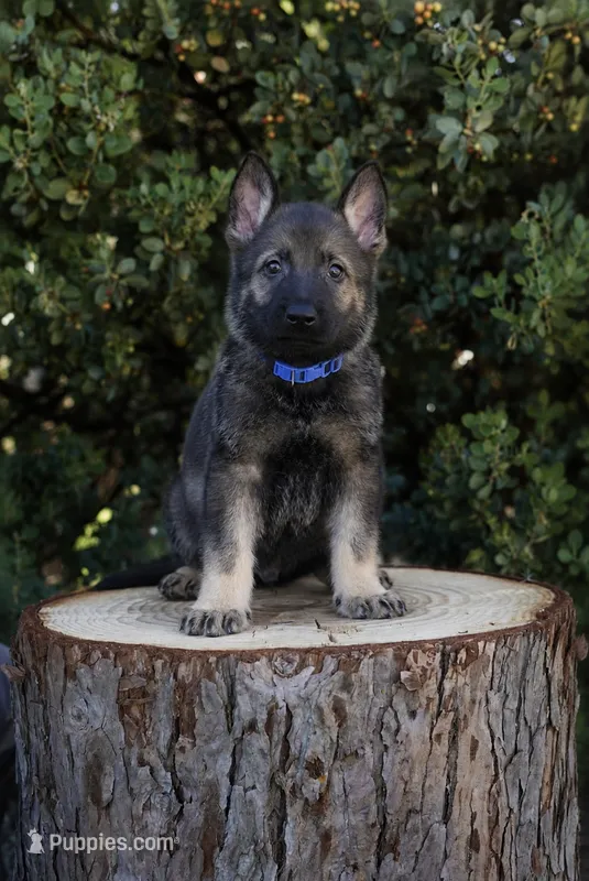 Levi – German Shepherd Dog puppy for sale in Coarsegold, CA