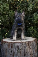 Levi, a male German Shepherd Dog for sale in Coarsegold, CA – 1 of 2