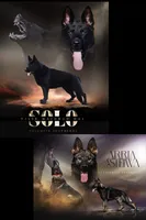 Aurora, a female German Shepherd Dog for sale in Coarsegold, CA – 2 of 2