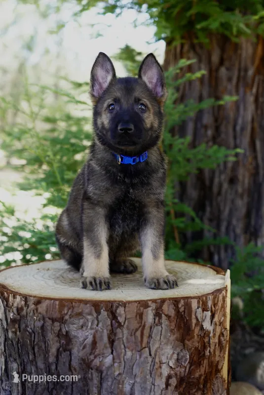 Levi – German Shepherd Dog puppy for sale in Coarsegold, CA