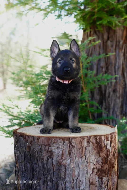 Azari – German Shepherd Dog puppy for sale in Coarsegold, CA