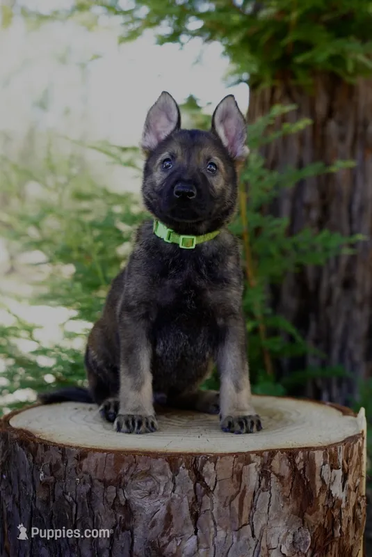 Kyro – German Shepherd Dog puppy for sale in Coarsegold, CA