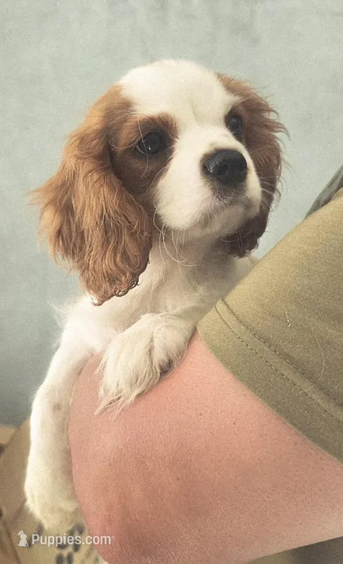 Oliver – Cavalier King Charles Spaniel puppy for sale in Las Vegas, NV