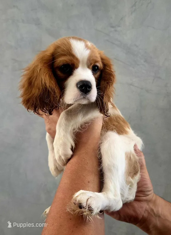 Tiffany – Cavalier King Charles Spaniel puppy for sale in Las Vegas, NV
