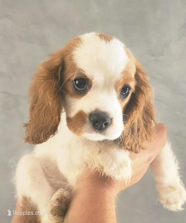 Willow – Cavalier King Charles Spaniel puppy for sale in Las Vegas, NV