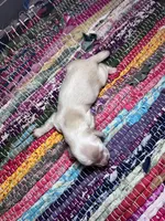 Gucci - AKC , a male Miniature Dachshund for sale in Jacksonville, FL – 1 of 3