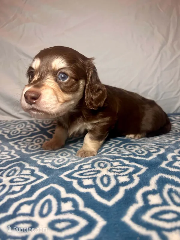 Saint Laurent - AKC  – Miniature Dachshund puppy for sale in Jacksonville, FL