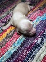 Gucci - AKC , a male Miniature Dachshund for sale in Jacksonville, FL – 2 of 3