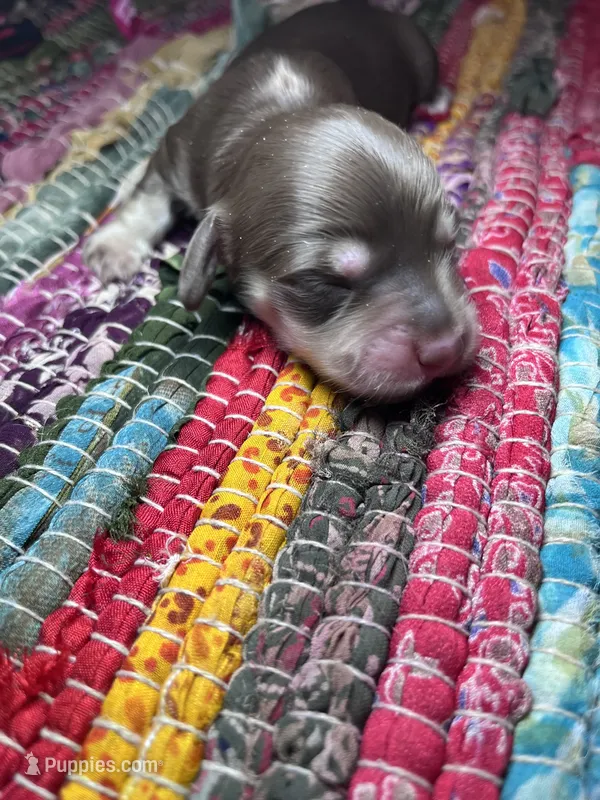 Saint Laurent - AKC  – Miniature Dachshund puppy for sale in Jacksonville, FL